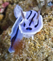 chromodoris lochi , Cnineze lady :)  canon 5d , sigma 105mm + 1,4 converter + 2X INON Z240S