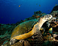 Turtle view at Antons