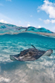 Split level shot of a Southern Stingray off the coast of Grand Cayman