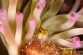 Diamond Blenny in a Symbiotic Truce with a Sea Anenome
