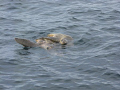 Pair of turtles spotted mating on the surface, Grenada WI (Caribbean side). We were on an unpowered yacht and so were able to get pretty close without disturbing them.