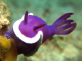 A Hypselodoris sp. laying eggs. Canon G10 in Ikelite housing w/ Ikelite DS160 strobe and double stacked INON UCL-165M67 lenses.