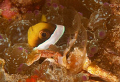 Crab and clown