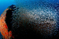 Underwater spectacle