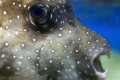 puffer , canon 5D , no strobes , sigma 105 mm