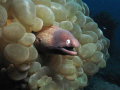 Moray Eel and many bubbles