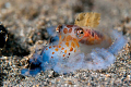 Tiny beauty on Sea World Club Maumere Housereef