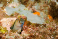 Curious little Blenny poking his head out