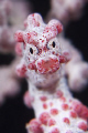 Strawberry Pygmy