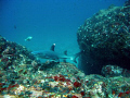White tip reef shark, Catalina North, off the coast of Costa Rica (Pacific Side). Taken with a Canon G9 in Canon housing.