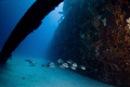wreck of the Commerce