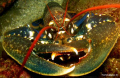 Lobster, taken at Slyne Head Co. Galway.