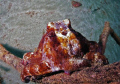 Octopus @ Crash Boat beach Aguadilla PR