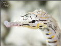 Pipe fish portrait