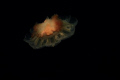 Red jellyfish