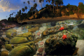 Magical afternoon in Laguna Beach....this little star fish was moving pretty quick....he was on the other side of the rock in no time !!! ....but i think i got the shot.......