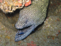 A morray eel off of Tofo, MZ, with a cleaner fish in it's mouth