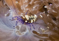 Anemone Shrimps (Periclimenes Brevicarpalis )