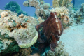 Normally the Reef octopus is well camouflaged between the coral. This one had no intention to play hide and seek. A few photographers had all the time to take some pictures.