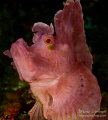 that's my bold side!!!
One day in the Lembeh Strait