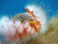 A fireworm..(Alien)