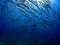 Barracuda sundance :)
I waited years to dive with a massive school of barracuda.....and when I finally got the opportunity...enjoyed every minute :)
Canon Ixus 100, Inon fisheye lens and MWB