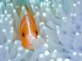 Anemoonfish. I love the way the fish is looking to me