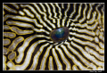 The eyes of puffer fish...