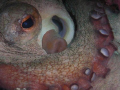 Close up of a nice Octopus in a crevice that was pleasent enought to just pose while I zoom in