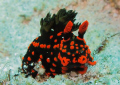 nudibranchs