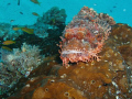 It is not often that you find a Stonefish in an elevated position to take a photo of its face from below.  This photo was taken on the Mnemba Reefs on the North Eastern side of Zanzibar.