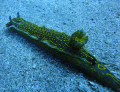 I took this photo of a nudibranch 3 days ago along the Harbour Wall in Lanzarote, it had a perfect location sat on the sea bed, I wanted to fill the shot completely with the nudibranch and get as much detail as possible. I used my Sony-W390