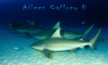 This School Rocks!  Bull Sharks