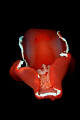 Spanish Dancer in the night