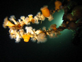 Wreck dive