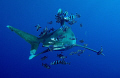 Oceanic Whitetip
