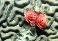 Christmas tree worm on brain coral