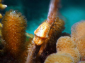I was doing a safety stop at 15 feet and saw this gorgeous nudibranch in a serene setting.