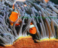 clown fish