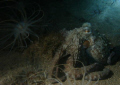 One of the playful octopus on a night dive, Sony