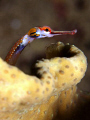 Pipefish
