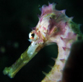 Hippocampus Hystrix snapped at Taci Tolu, Dili, Timor-Leste.  Taci Tolu is probably the most famous macro site in Timor, with seahorses, nudi's and a plethora of other characters such as Rhinopius being guaranteed.