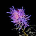 Entangled.... :) Flabellina at Demre...