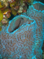 Iridescent Coral