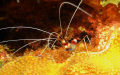 Coral Banded Shrimp