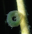Egg of mayfly in shallow water.
Midsommarfjärden (Midsummer Bay)