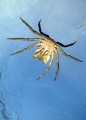 This crab hitched a ride on my back while I was freediving on a cold winters day in East Scotland.