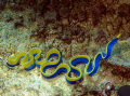 moray.. lucky.......