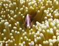 Anemon Fish @Tulamben, Bali
