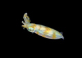 Ankermi Bay night dive, Maumere